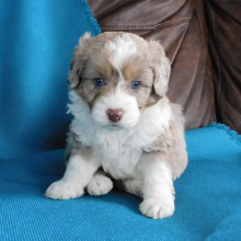 Aussiedoodle Puppy Felix