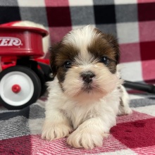 Shih Tzu Puppy Molly