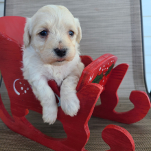Maltipoo Puppy Noel