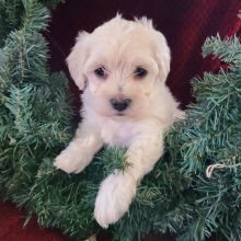 Maltipoo Puppy Noel