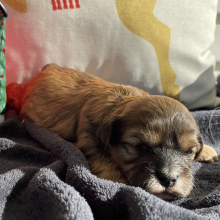 Shihpoo Puppy Chance