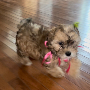 Shihpoo Puppy Chance