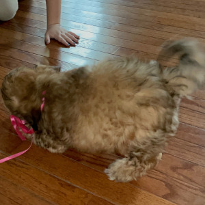 Shihpoo Puppy Chance