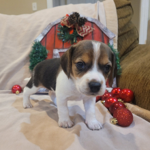 Beagle Puppy Rosie