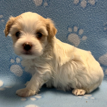 Maltipoo Puppy Marv