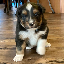 Australian Shepherd Puppy Beth Dee