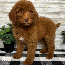 Poodle Puppy Gwen