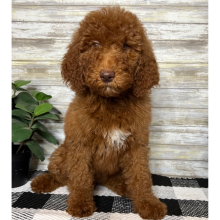 Poodle Puppy Gwen