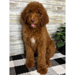 Poodle Puppy Gwen
