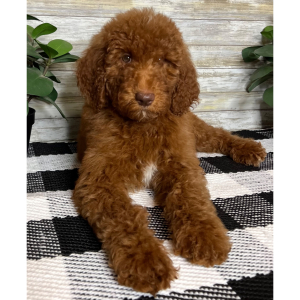 Poodle Puppy Gwen