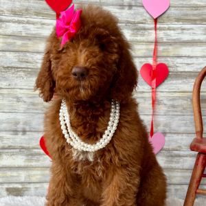 Poodle Puppy Gwen
