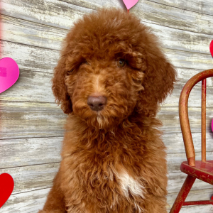 Poodle Puppy Gwen
