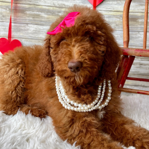 Poodle Puppy Gwen