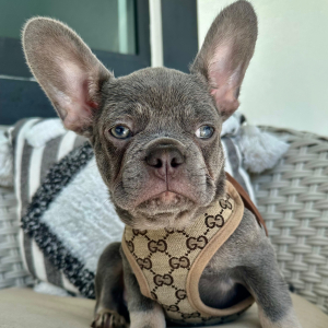French Bulldog Puppy Maximus