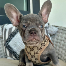 French Bulldog Puppy Maximus