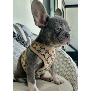 French Bulldog Puppy Maximus