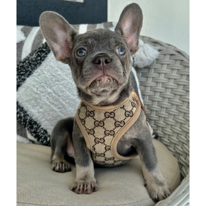 French Bulldog Puppy Maximus
