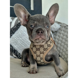 French Bulldog Puppy Maximus