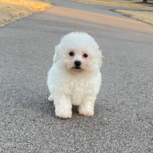 Bichon Frise Puppy Sophie