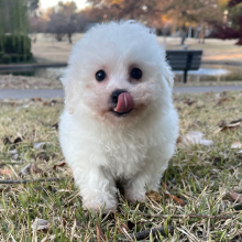 Bichon Frise Puppy Sophie