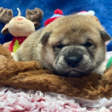 Shiba Inu Puppy Megumi