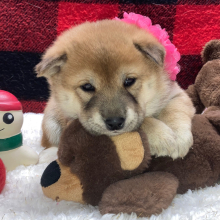 Shiba Inu Puppy Megumi