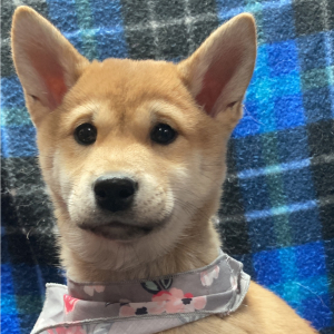 Shiba Inu Puppy Megumi