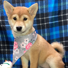 Shiba Inu Puppy Megumi