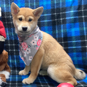 Shiba Inu Puppy Megumi