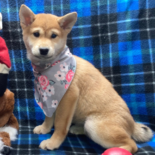 Shiba Inu Puppy Megumi
