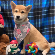 Shiba Inu Puppy Megumi