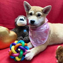 Shiba Inu Puppy Megumi