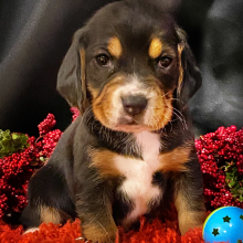 Beagle Puppy Magnum