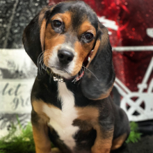 Beagle Puppy Magnum
