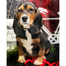 Beagle Puppy Magnum