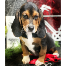 Beagle Puppy Magnum