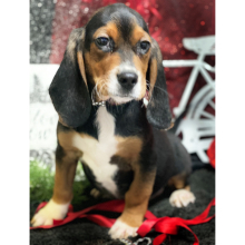 Beagle Puppy Magnum