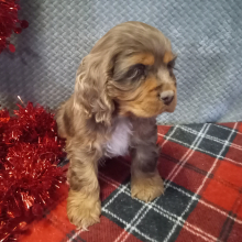 Cocker Spaniel Puppy Roger