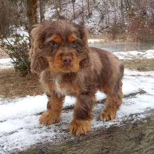 Cocker Spaniel Puppy Roger