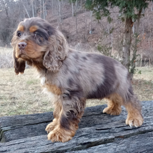 Cocker Spaniel Puppy Roger