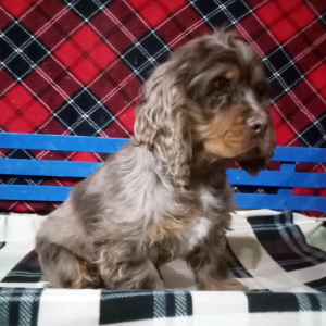 Cocker Spaniel Puppy Roger