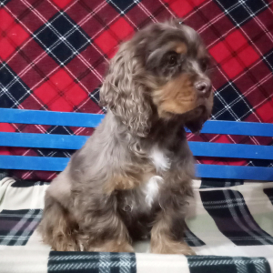 Cocker Spaniel Puppy Roger