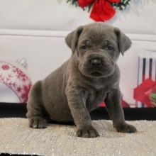 Cane Corso Puppy Willow