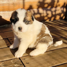 Saint Bernard Puppy Beulah