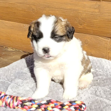 Saint Bernard Puppy Beulah