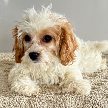 Cavapoo Puppy Polly