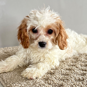 Cavapoo Puppy Polly
