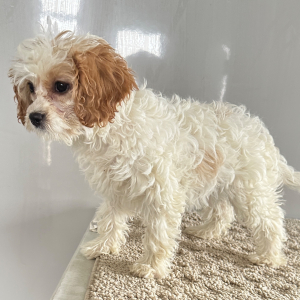 Cavapoo Puppy Polly