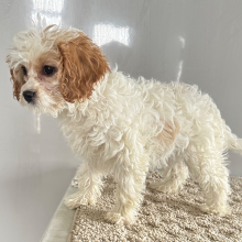 Cavapoo Puppy Polly