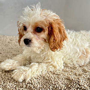 Cavapoo Puppy Polly